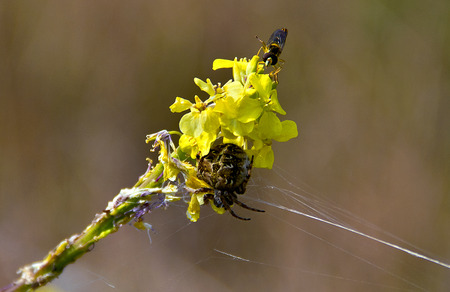 A spider and a fly in the same flowerの写真素材
