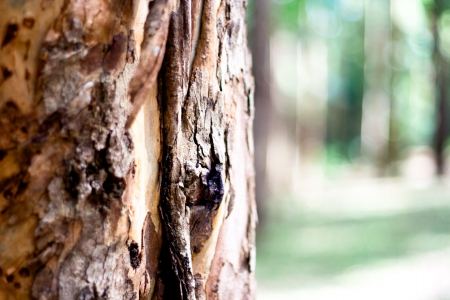 Detail of a tree
