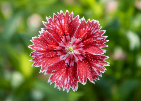 Beautiful blooming flower on bokeh background of green leaves. Close-up photoの写真素材