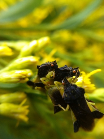 Weird bugs on plantの素材