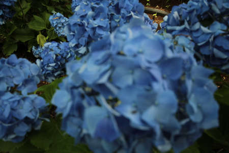 Flowers in full bloom in Hakoneの写真素材