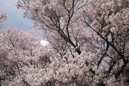 Cherry blossoms in Higashi-Mikawaの写真素材