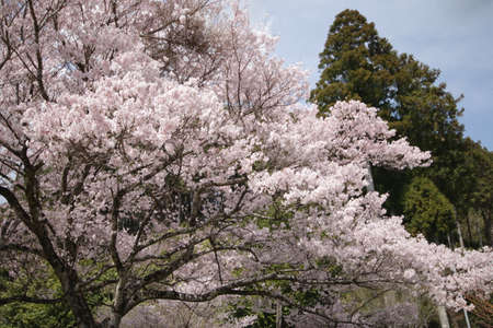 Cherry blossoms in Higashi-Mikawaの写真素材