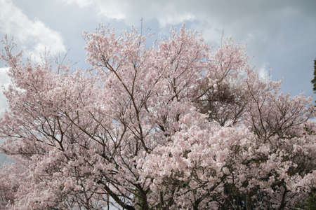 Cherry blossoms in Higashi-Mikawaの写真素材