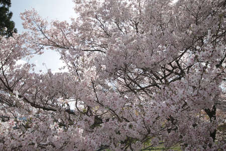 Cherry blossoms in Higashi-Mikawaの写真素材