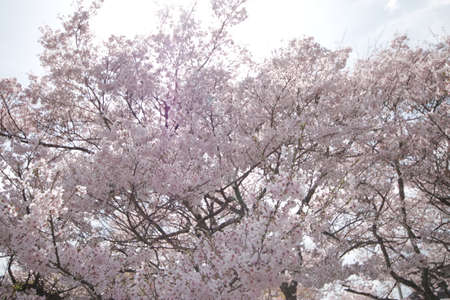 Cherry blossoms in Higashi-Mikawaの写真素材