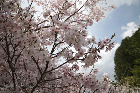 Cherry blossoms in Higashi-Mikawaの写真素材