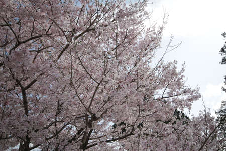 Cherry blossoms in Higashi-Mikawaの写真素材