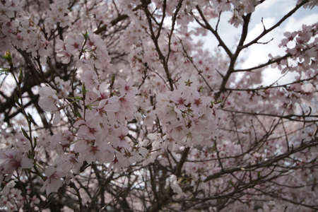 Cherry blossoms in Higashi-Mikawaの写真素材