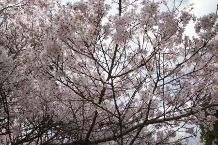 Cherry blossoms in Higashi-Mikawaの写真素材