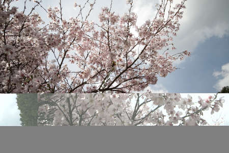Cherry blossoms in Higashi-Mikawaの写真素材