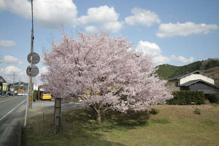 The sky and cherry blossoms in full bloomの写真素材