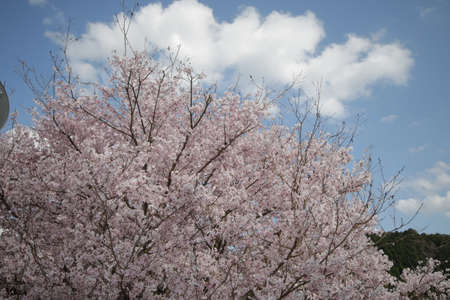 The sky and cherry blossoms in full bloomの写真素材