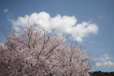 The sky and cherry blossoms in full bloomの写真素材