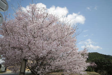 The sky and cherry blossoms in full bloomの写真素材
