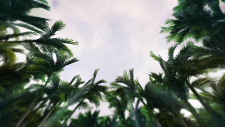 Tropical rain forest seen from below with palm tree vegetation, tropical summer destination as 3D illustration copy space backgroundの写真素材