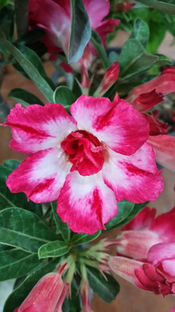 RedWhite Bignonia at gardenの写真素材