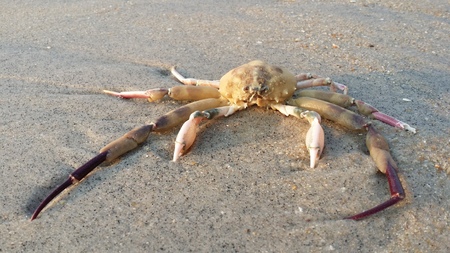 A Crab carcass at Huahin beachの写真素材