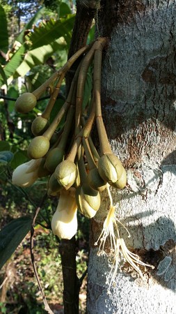 Durian flower at Choomporn province in Thailandの写真素材