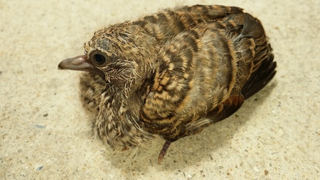 A Little CuckooDove childSide02 at Ladpreaw homeの写真素材