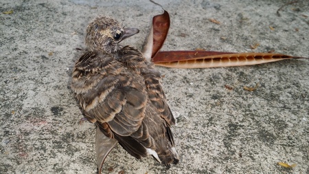 A Little CuckooDove childBack at Ladpreaw homeの写真素材