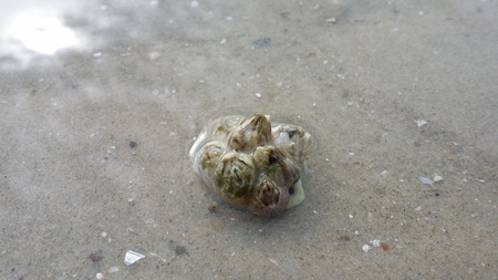 Balanus Balanoids on KaoTao beach