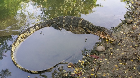 Monitor lizard or Water lizard rests at waterside in Suanlumphini parkの写真素材