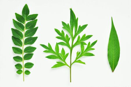3 isolated tropical Asian herbs and leaf. Curry leaf, Kingâs salad. Isolated on white background. Overhead close up shotâ imageの写真素材