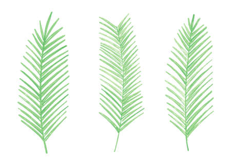 Green watercolor palm leaves. Set of 3 watercolor palm leaves. Vector illustration isolated on white background.のイラスト素材