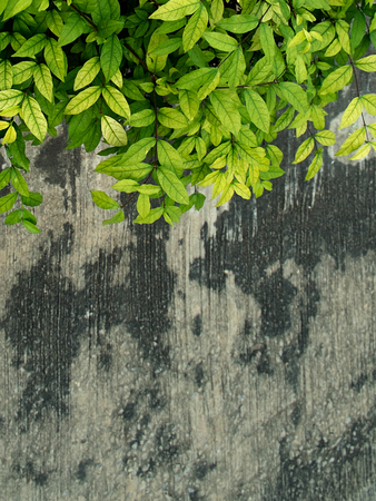 Green leaves with grunge cement wall.の写真素材