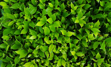 Green leaf backgroundの写真素材