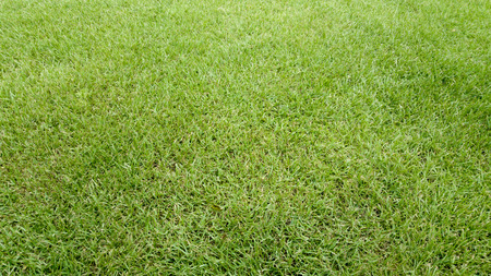 Green grass texture background.の写真素材