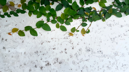 Cracked concrete wall background, old wallの写真素材