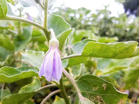 Eggplant flowers on the treesの写真素材