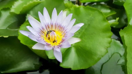 Light violet lotus with green leavesの写真素材