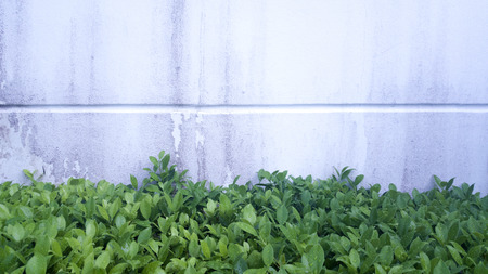 Old concrete wall with leaf greenの写真素材