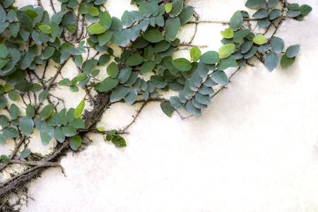 Green leaf slides along gray concrete wall.の写真素材