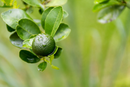 Green limes hanging on a tree in the garden and water drops after rain.  Tree in the garden. Lemon...