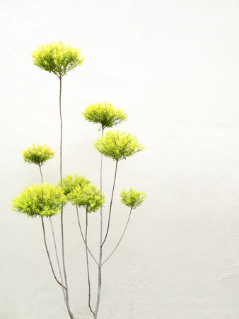 The beauty of the branches and leaves. By the wall. branch of tropical plant. Focus and area selected for text input.の写真素材