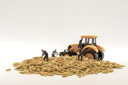 miniature workers team working with paddy on a white background.の写真素材