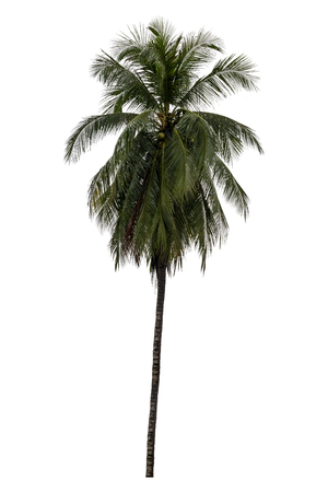 Coconut tree. isolated on white background with a high resolution suitable for graphic.の写真素材