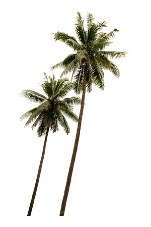 Coconut tree. isolated on white background with a high resolution suitable for graphic.の写真素材