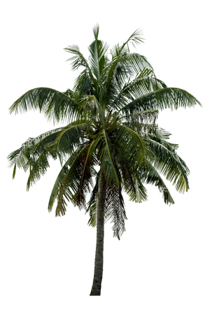 Coconut tree. isolated on white background with a high resolution suitable for graphic.の写真素材