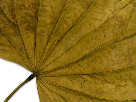 Natural yellow dry leaves. fine details and very high-res backgroundsの写真素材