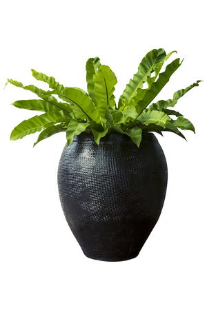 Fresh green ferns in a pot on in A Flower Pot on pure white background for graphic.の写真素材