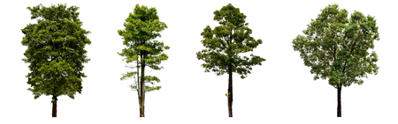 Beautiful fresh green deciduous tree isolated on pure white background for graphic, The collection of trees. with clipping pathの写真素材