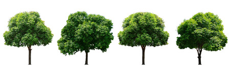 Beautiful fresh green deciduous tree isolated on pure white background for graphic, The collection of trees. with clipping pathの写真素材