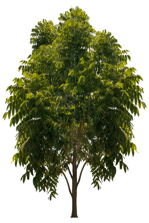 Beautiful fresh green deciduous tree isolated on pure white background for graphic. with clipping pathの写真素材