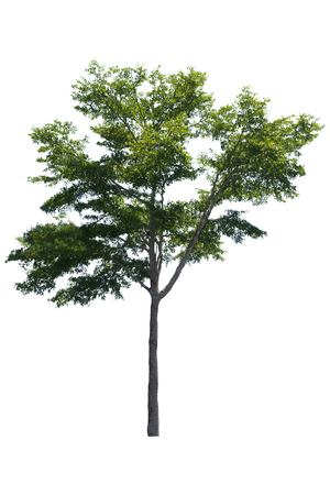 Beautiful fresh green deciduous tree isolated on pure white background for graphic. with clipping pathの写真素材