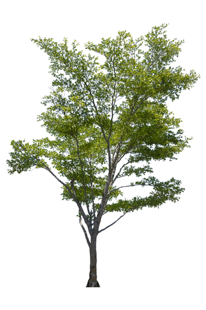 Beautiful fresh green deciduous tree isolated on pure white background for graphic. with clipping pathの写真素材